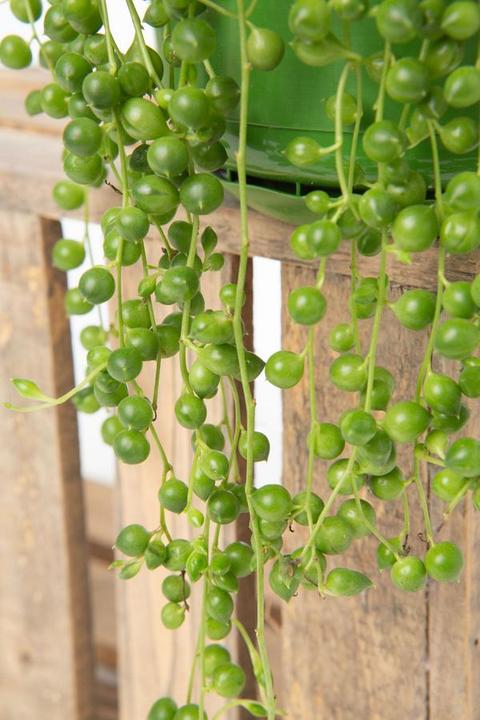 Immagine prodotto VEG and the City Jais (piselli sul nastro Senecio rowleynanus) (25 cm)