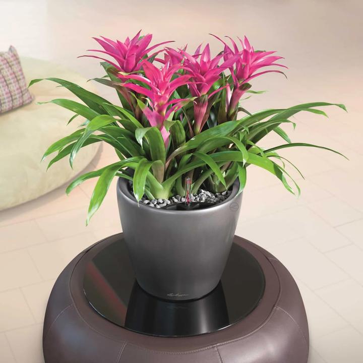 Actual product image Lechuza Classico (43 cm)