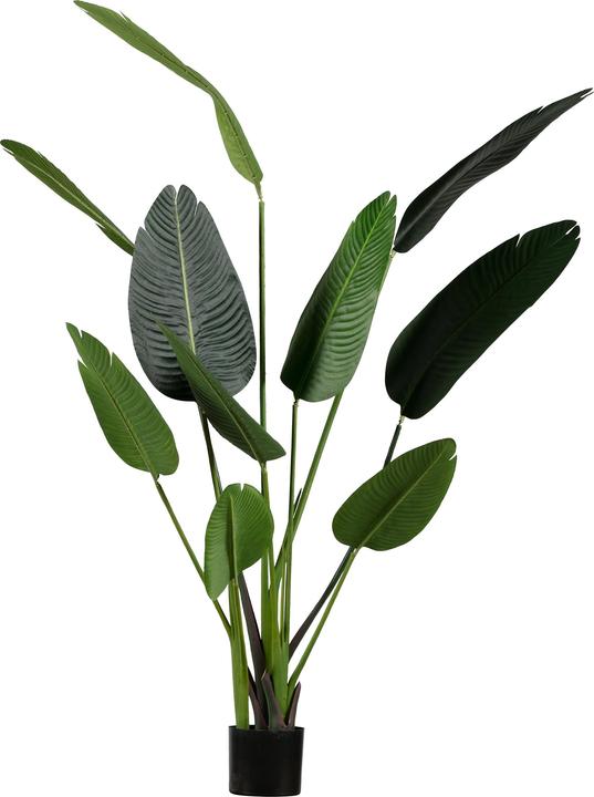 Woood Strelitzia (63 cm)