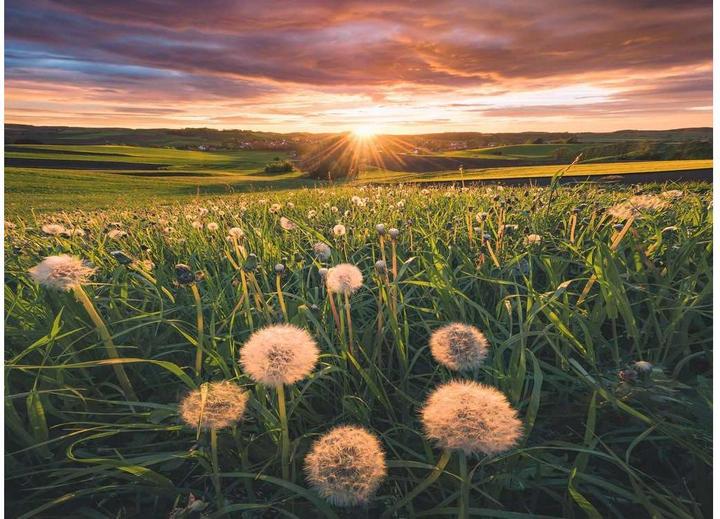 Produktbild Ravensburger Pusteblumen im Sonnenuntergang (500 Teile)