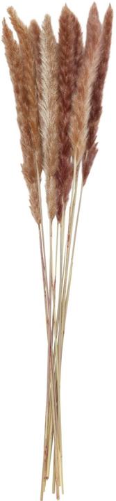micasa Pampasgras (65 cm)