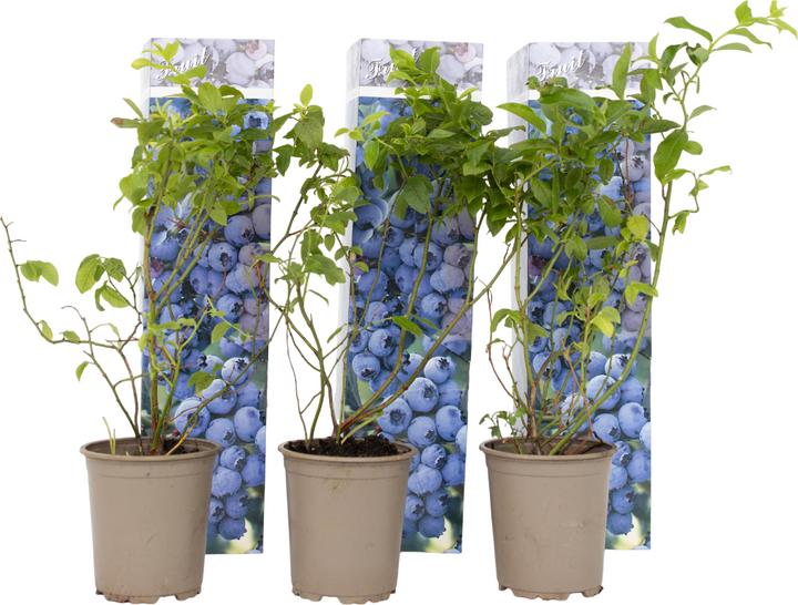 Immagine prodotto Plant in a Box Vaccinium corymbosum 'Sunshine Blue' - Set di 6 mirtilli (25 cm)