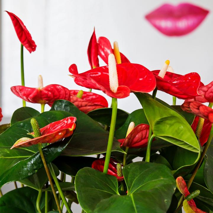 Immagine prodotto Plant in a Box Anthurium 'Madural Red' - (40 cm)