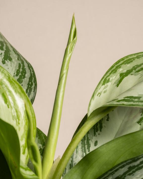 Actual product image feey Aglaonema Silver Bay (55 cm, Freshly repotted)