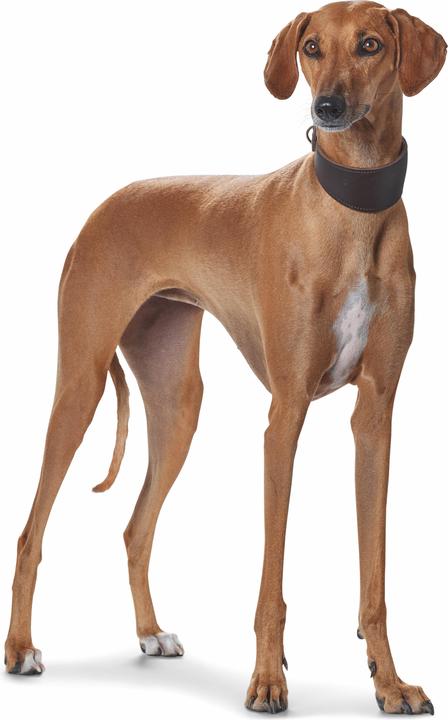 Produktbild Hunter Windhundhalsband Super Soft Echtleder (37, 38, 39, 40, 41, 42, 43, Hund, Hundesport)