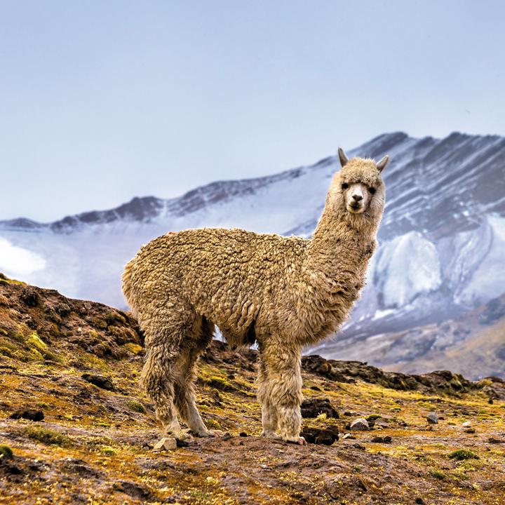 Actual product image No Drama Llama 2024 (Hardcover, Spanish, French, Czech, Italian, Dutch, Polish, German, English)