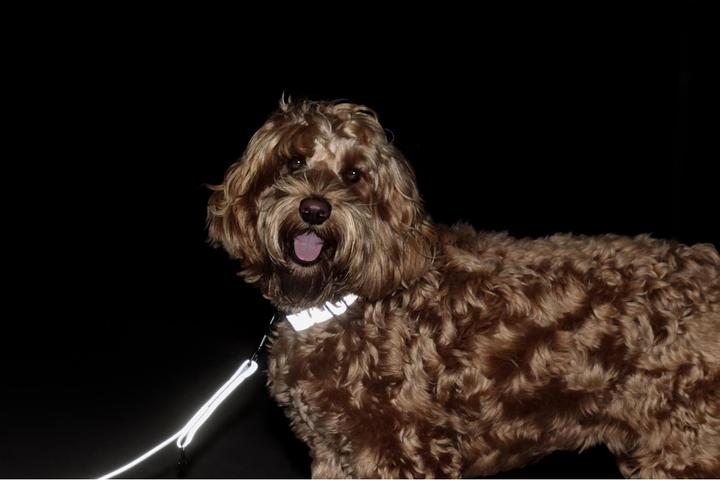 Produktbild Kentucky Dogwear Hundehalsband Reflective (S, Hund, Allgemein)