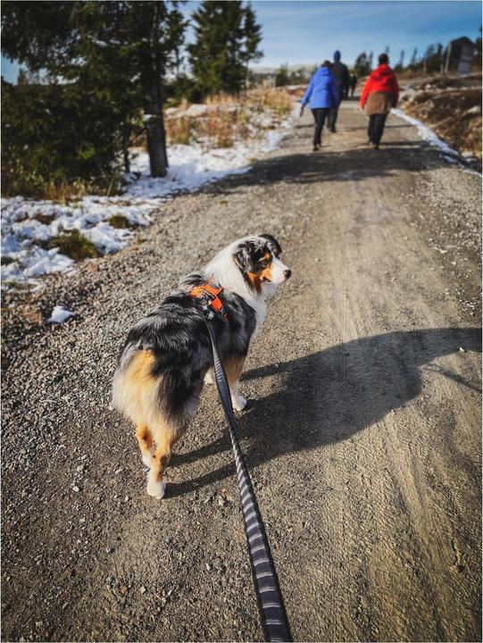Actual product image Non-Stop Dogwear Bungee Touring Leash 23mm (XXL, Dog, General)