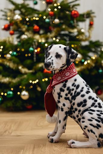 Actual product image Beeztees Christmas Plush (Dog bandana)