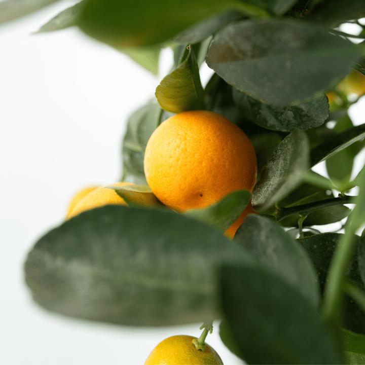 Produktbild Plant in a Box Citrus mitis Calamondin - Orangenbaumen (25 cm)