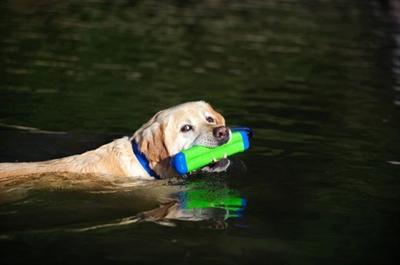 Image du produit Chuckit! Assortiment de bumpers amphibies (Apporter)