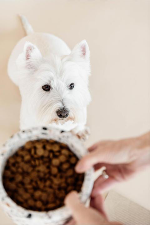 Produktbild Kentucky Dogwear Futternapf Terrazzo Stein