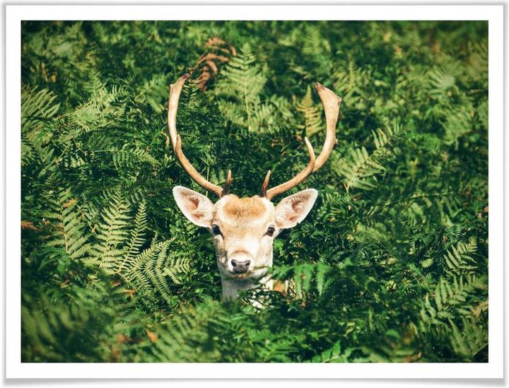 Actual product image Trenddeko Hide and seek in the forest (80 x 60 cm)