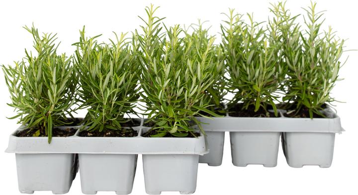 Produktbild Plant in a Box Rosmarinus Officinalis - 12er Set Rosmarin (10 cm)