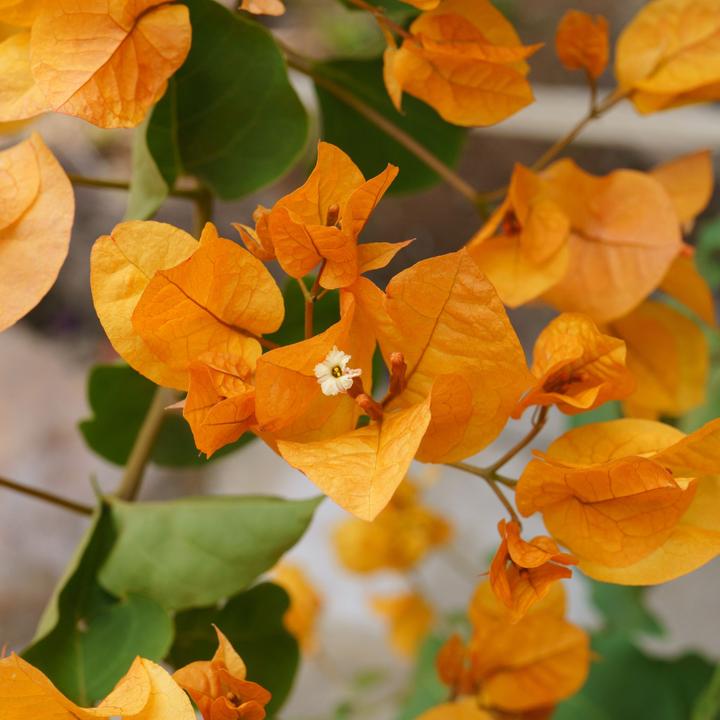 Immagine prodotto Plant in a Box Bougainvillea 'Dania' - (50 cm)