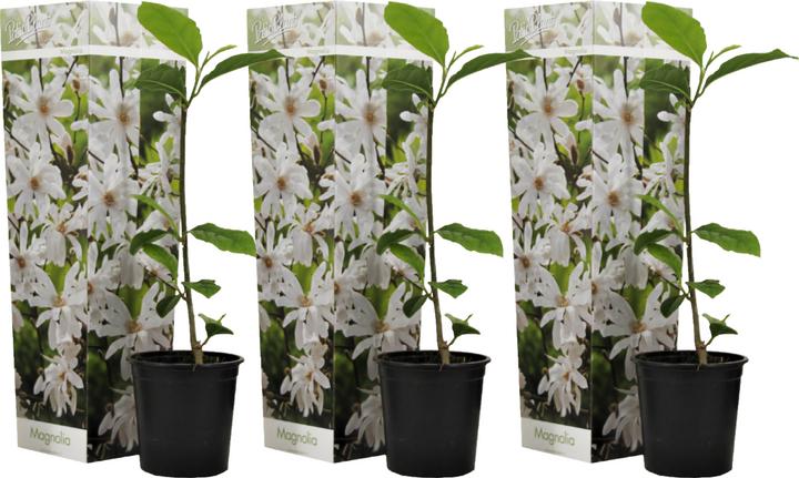 Produktbild Plant in a Box Magnolia Stellata - 3er Set Magnolie (25 cm)