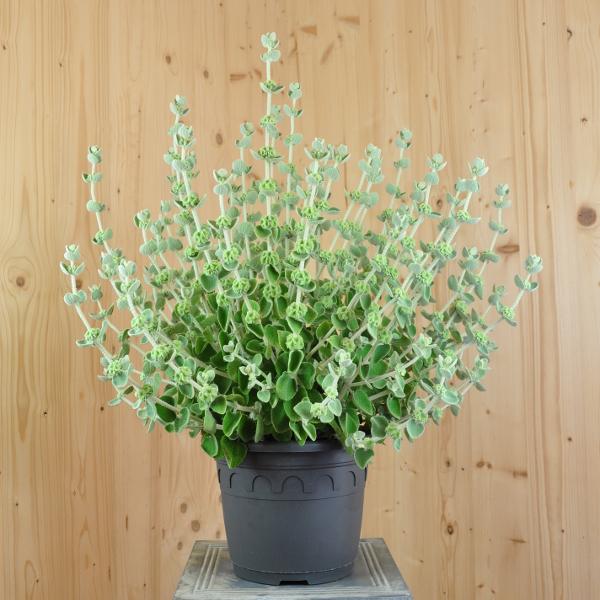 Produktbild Säntispracht Die Kretische Schwarznessel aus dem Mittelmeerraum - Ballota pseudodictamnus (40 cm)