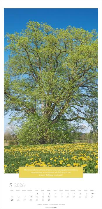 Produktbild Wunderwelt der Bäume Kalender 2026 (33 x 68 cm, Deutsch)