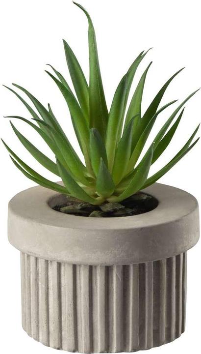 Actual product image ASA Selection ASA Succulent VI in grey concrete pot green 7 cm
