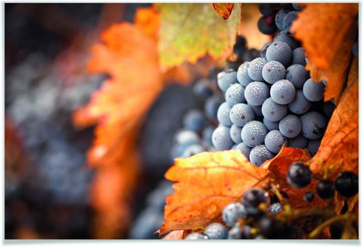 Actual product image Trenddeko Wine in autumn (90 x 60 cm)