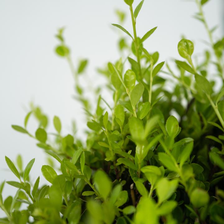 Actual product image Plant in a Box Ilex crenata 'Jenny' - Japanese holly (30 cm)