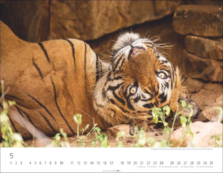 Actual product image Tiger Kalender 2026 (44 x 34 cm, Hardcover, German)