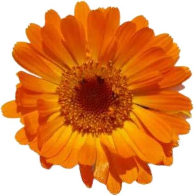 Image du produit Officinalis Dalla Grana Officinalis Calendula Arancio (Crème pour le corps, 100 ml)