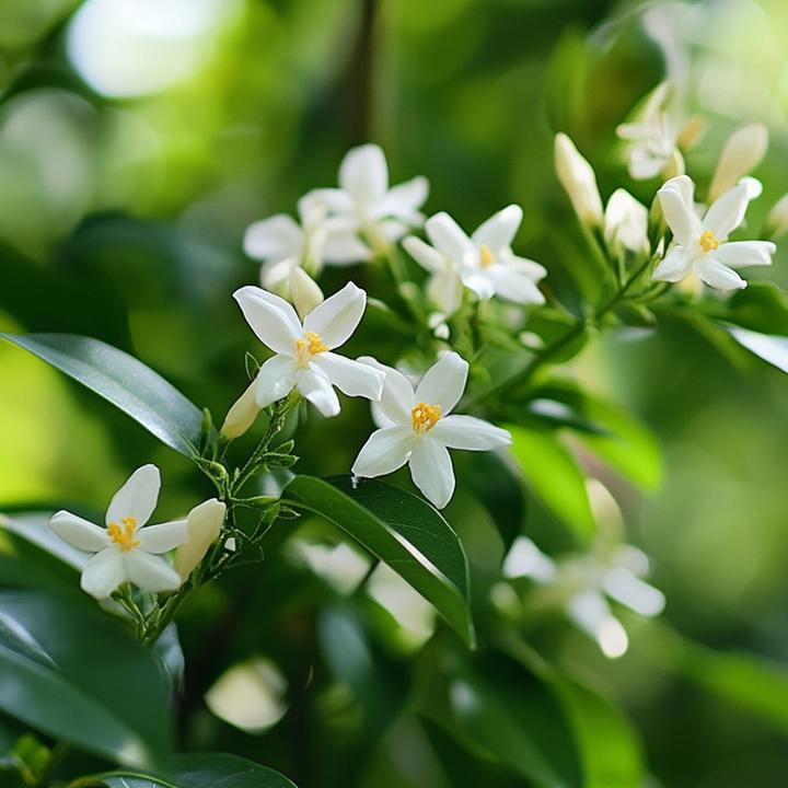 Actual product image Plant in a Box Trachelospermum jasminoides 'Officinale' - Set of 6 Jasmine (25 cm)