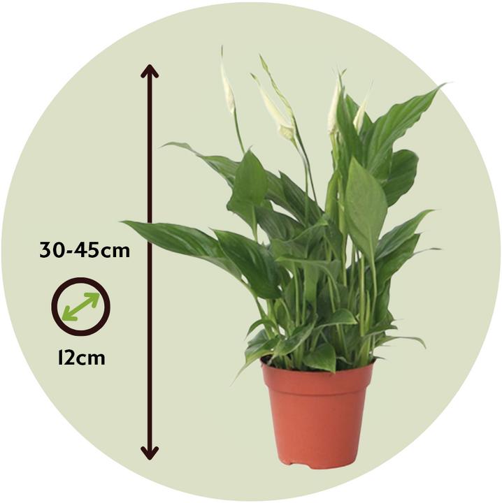 Actual product image Plant in a Box Spathiphyllum 'Torelli' - Peace Lily (30 cm)