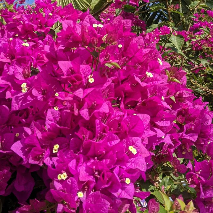 Actual product image Plant in a Box Bougainvillea (50 cm)