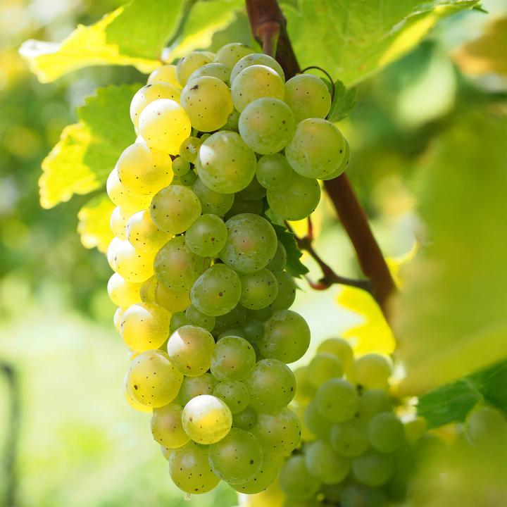 Produktbild Plant in a Box Vitis vinifera 'Chardonnay' - 3er Set Traubenpflanzen (25 cm)