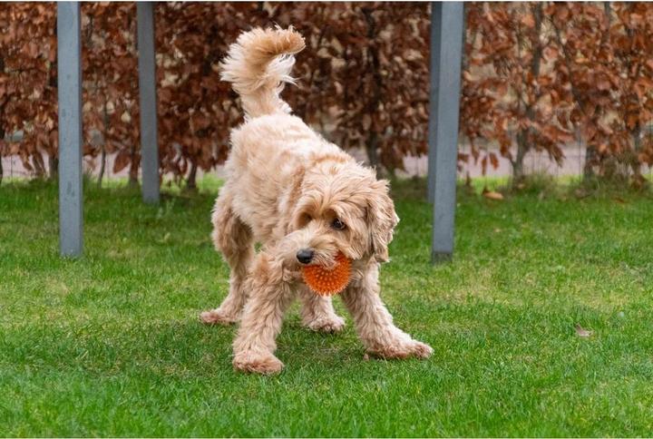 Produktbild Dog Comets Exoplanet Orange M (Ballspielzeug Hund)