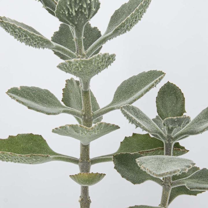 Immagine prodotto Kakteen Gautschi Kalanchoe beharensis (55 cm)