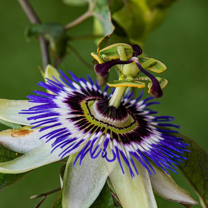 Produktbild Plant in a Box Passiflora caerulea - 2er-Set Passionsblume (110 cm)