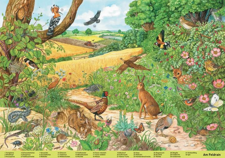 Produktbild Mein grosses Wimmelbuch Tiere. Liebevoll illustriert von Anne Suess (Deutsch, Schwager & Steinlein, 2022)