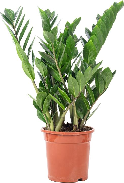 Actual product image Flowerbox Lucky Feather - Zamioculcas zamiifolia (55 cm)