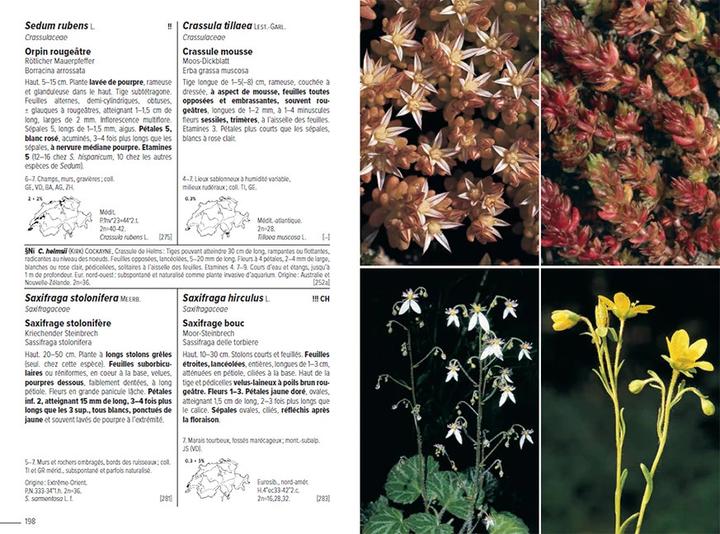 Produktbild Flora Helvetica - Flore illustrée de Suisse (Französisch, Gerhart Wagner, Konrad Lauber, Andreas Gygax, Ernest Gfeller, Anne-Laure Maire, 2024)