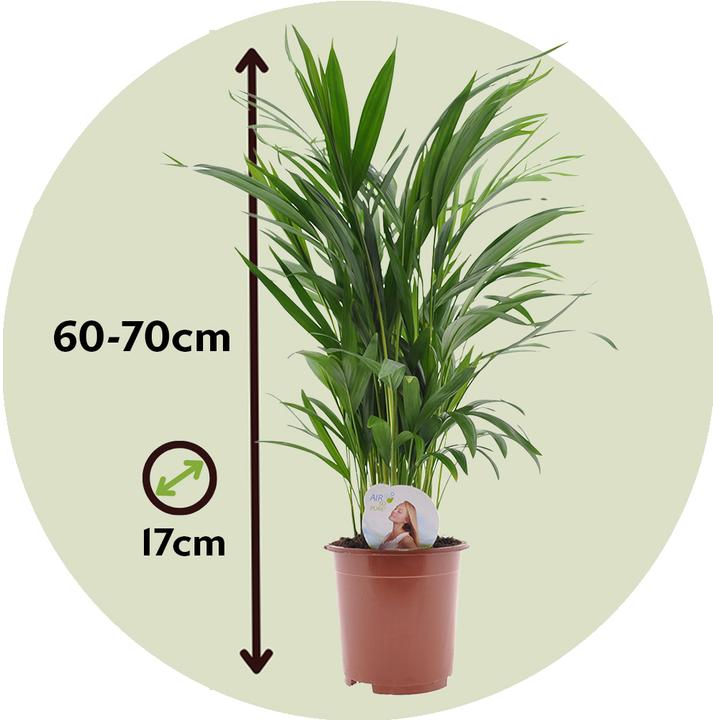 Produktbild Plant in a Box Dypsis Lutescens - 2er Set Areca Goldfruchtpalme (60 cm)