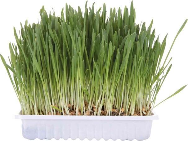 Actual product image Trixie Cat grass seed refill bag (Lawn reseed)