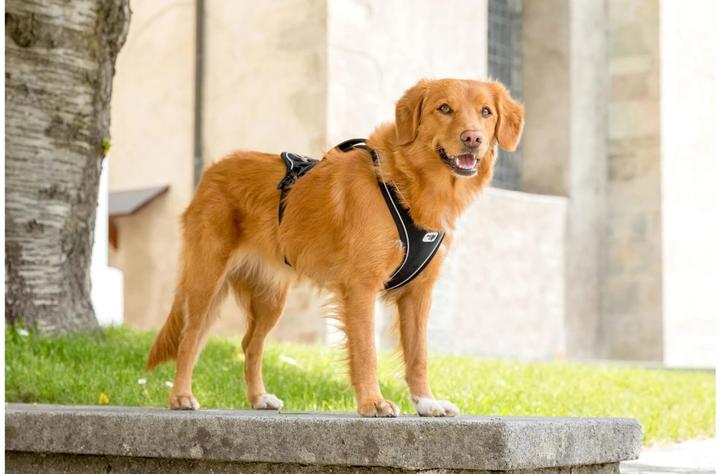 Actual product image Curli Harness Magnetic Belka Comfort (M, Dog, General)