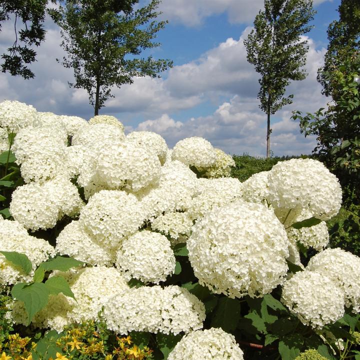 Produktbild Plant in a Box Hydrangea Strong Annabelle - 3er Set Hortensien (30 cm)