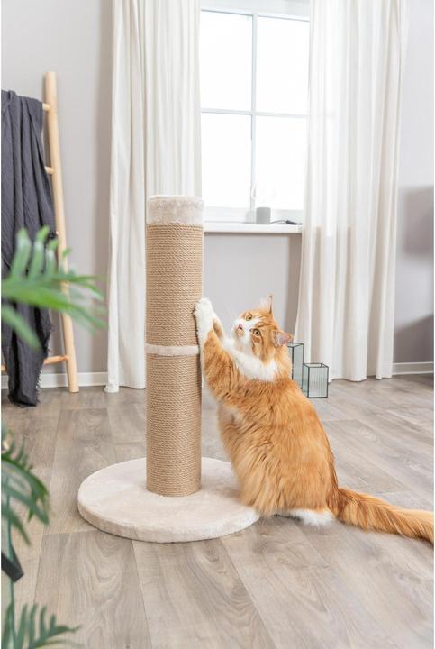 Produktbild Trixie Kratzstamm XXL Rue 80 cm (80 cm, Beige)