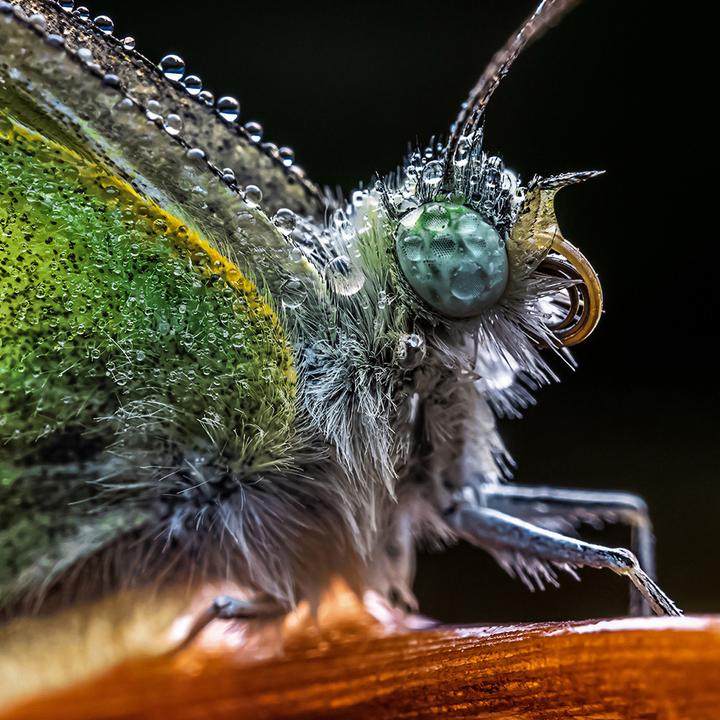 Productafbeelding Venus Optic Laowa 65mm f/2.8 2x Ultra Macro Fuji X (Fujifilm X, APS-C / DX)