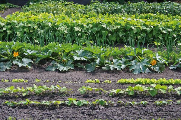 Actual product image BioGreen super seeder