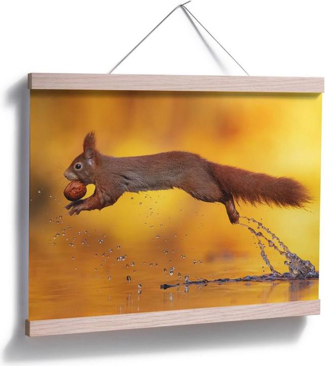 Produktbild Trenddeko van Duijn - Eichhörnchen im Sprung (80 x 60 cm)