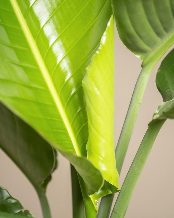 Actual product image feey Strelitzia XL (110 cm, Freshly repotted)