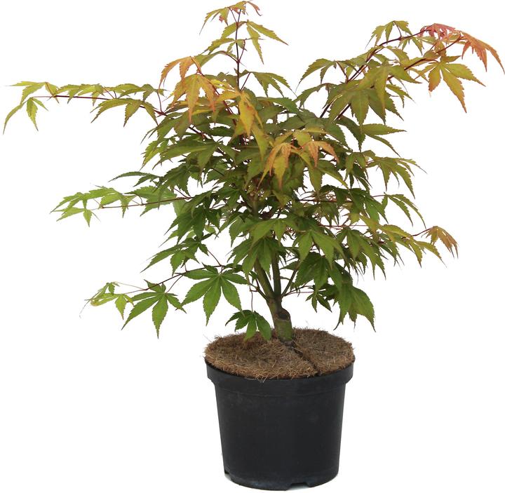 Produktbild Zulauf Japanischer Fächer-Ahorn / Acer palmatum 'Osakazuki' (50 cm)