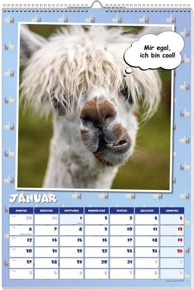 Immagine prodotto Cool calendario poster dei lama 2025 (Tedesco)
