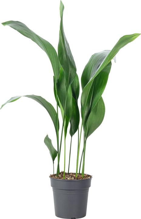 Produktbild Flowerbox Schusterpalme - Aspidistra elatior (70 cm)