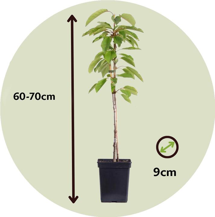 Produktbild Plant in a Box Malus 'Braeburn', Prunus avium, Pyrus 'Doyenne du Comice', Prunus domestica - 4er Mischung Obstbäum (70 cm)